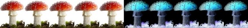 [pilz]5[/pilz]