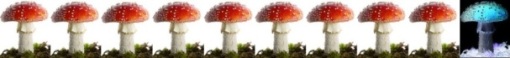 [pilz]9[/pilz]